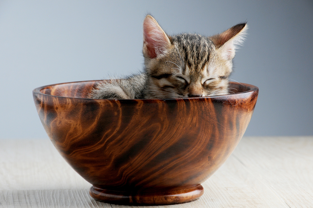 Kitten bowl