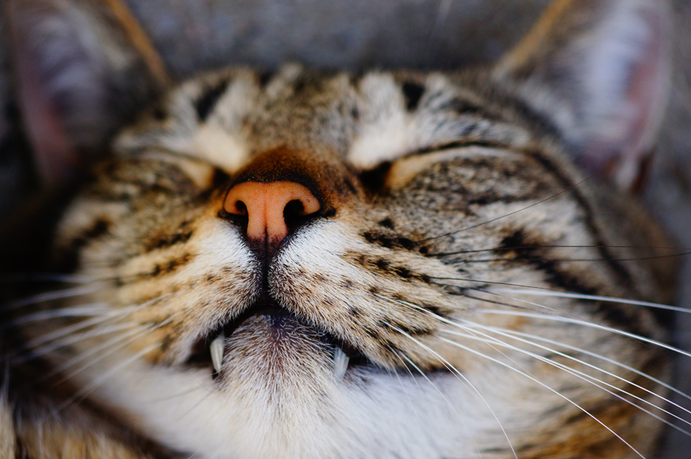 Kitty teeth