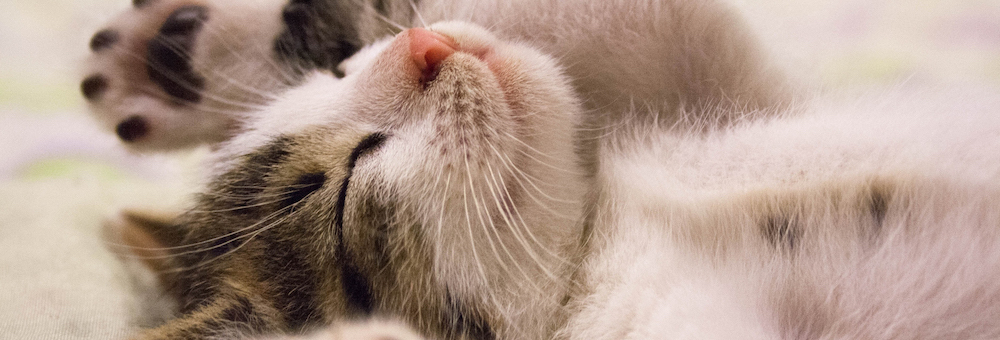 Sleeping Cat
