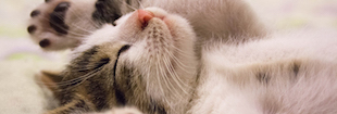 Sleeping Cat